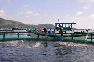 Tạo bước đột phá để nông nghiệp Phú Yên phát triển...