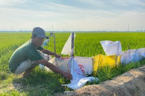 Chủ động phòng trừ sâu bệnh hại lúa đông xuân