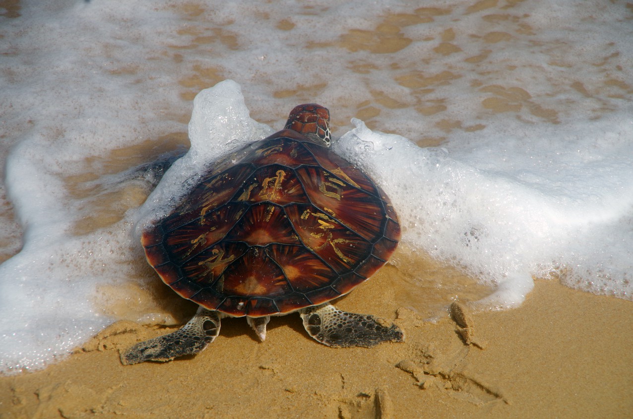 Thả một cá thể rùa biển quý hiếm về môi trường tự nhiên - Ảnh 2.